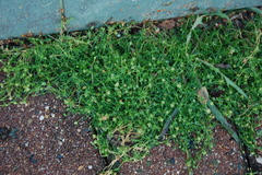 Sagina procumbens
