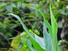 Gynautocera rubriscutellata