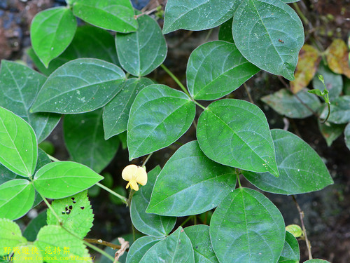 Vigna hosei iNat (1)