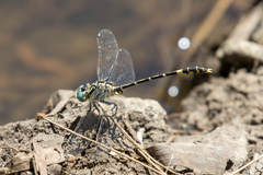 Austrogomphus cornutus