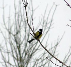 Parus major