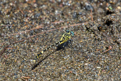 Austrogomphus cornutus