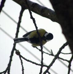 Parus major
