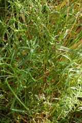 Achillea salicifolia