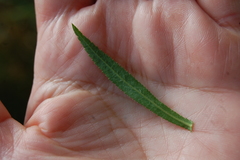 Achillea salicifolia