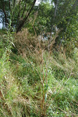 Anthriscus sylvestris