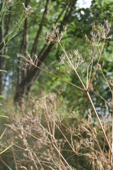 Anthriscus sylvestris