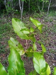 Pyrostria