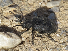 Galeruca artemisiae