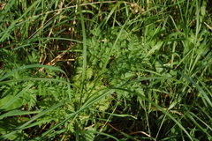 Anthriscus sylvestris