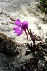 Viola cazorlensis