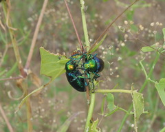 Chrysochares asiaticus