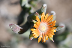 Delosperma testaceum