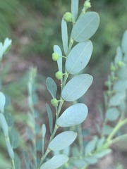 Phyllanthus delagoensis