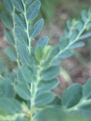 Phyllanthus delagoensis