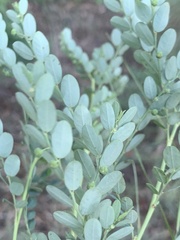 Phyllanthus delagoensis