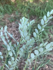 Phyllanthus delagoensis