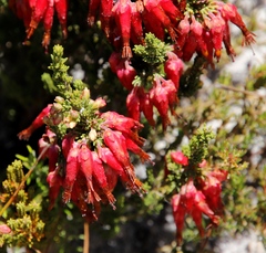Erica monadelphia