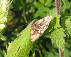 Heliothis adaucta