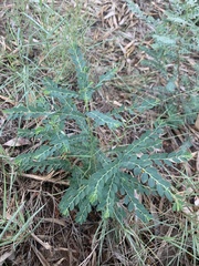 Phyllanthus delagoensis