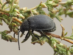 Galeruca artemisiae