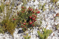 Erica monadelphia