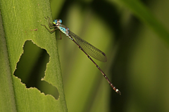Indolestes tenuissimus