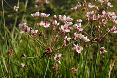 Butomus umbellatus