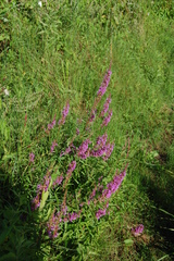 Lythrum salicaria