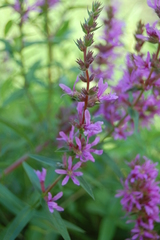 Lythrum salicaria