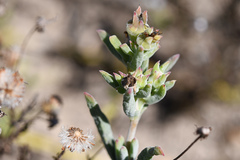 Delosperma testaceum
