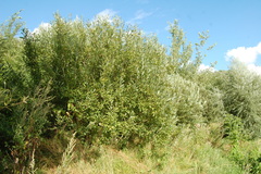 Salix cinerea