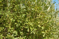 Salix cinerea
