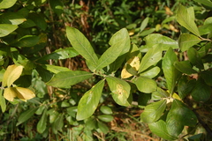 Salix cinerea