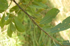 Salix cinerea