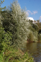 Salix alba