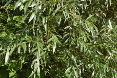 Salix alba