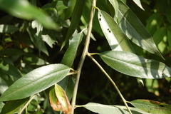 Salix alba