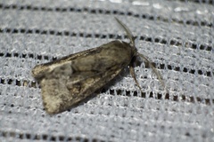 Spodoptera depravata