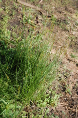Juncus compressus