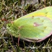 Colias stoliczkana - Photo (c) Dr Namgyal T Sherpa, alguns direitos reservados (CC BY-NC), uploaded by Dr Namgyal T Sherpa