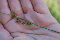 Juncus compressus