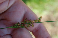 Juncus compressus