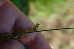 Juncus compressus