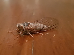 Palapsalta circumdata