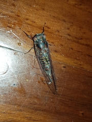 Palapsalta circumdata