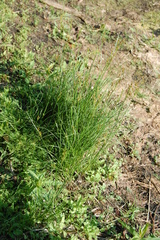 Juncus compressus