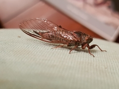 Palapsalta circumdata