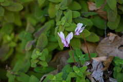 Cyclamen