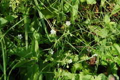 Stellaria aquatica